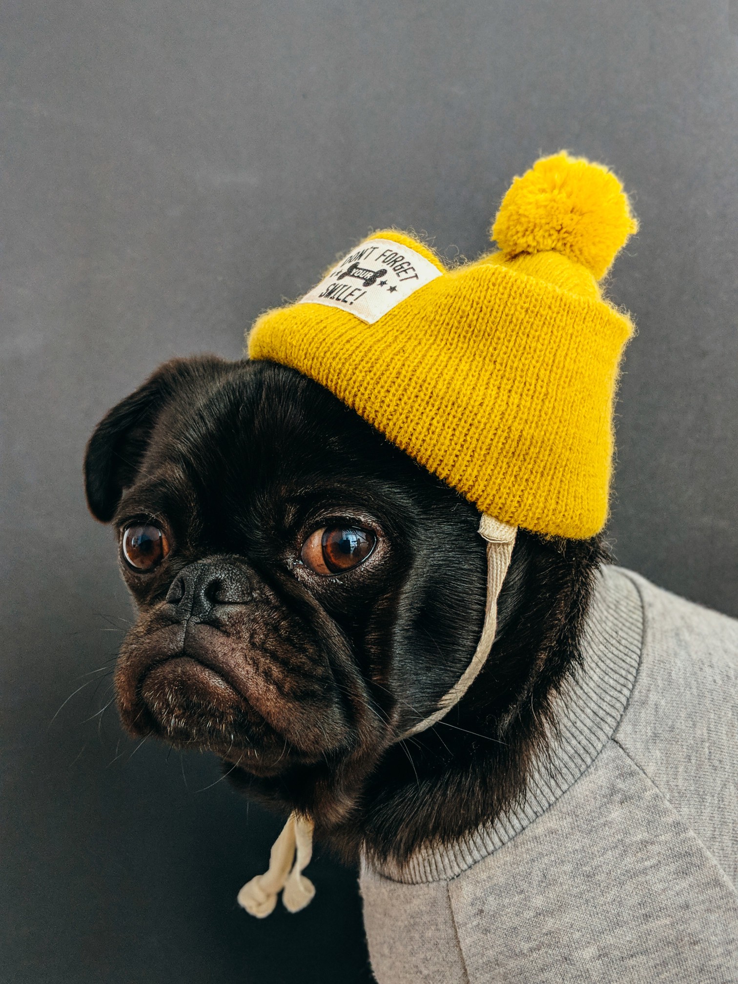 Dog wearing a shirt and a hat