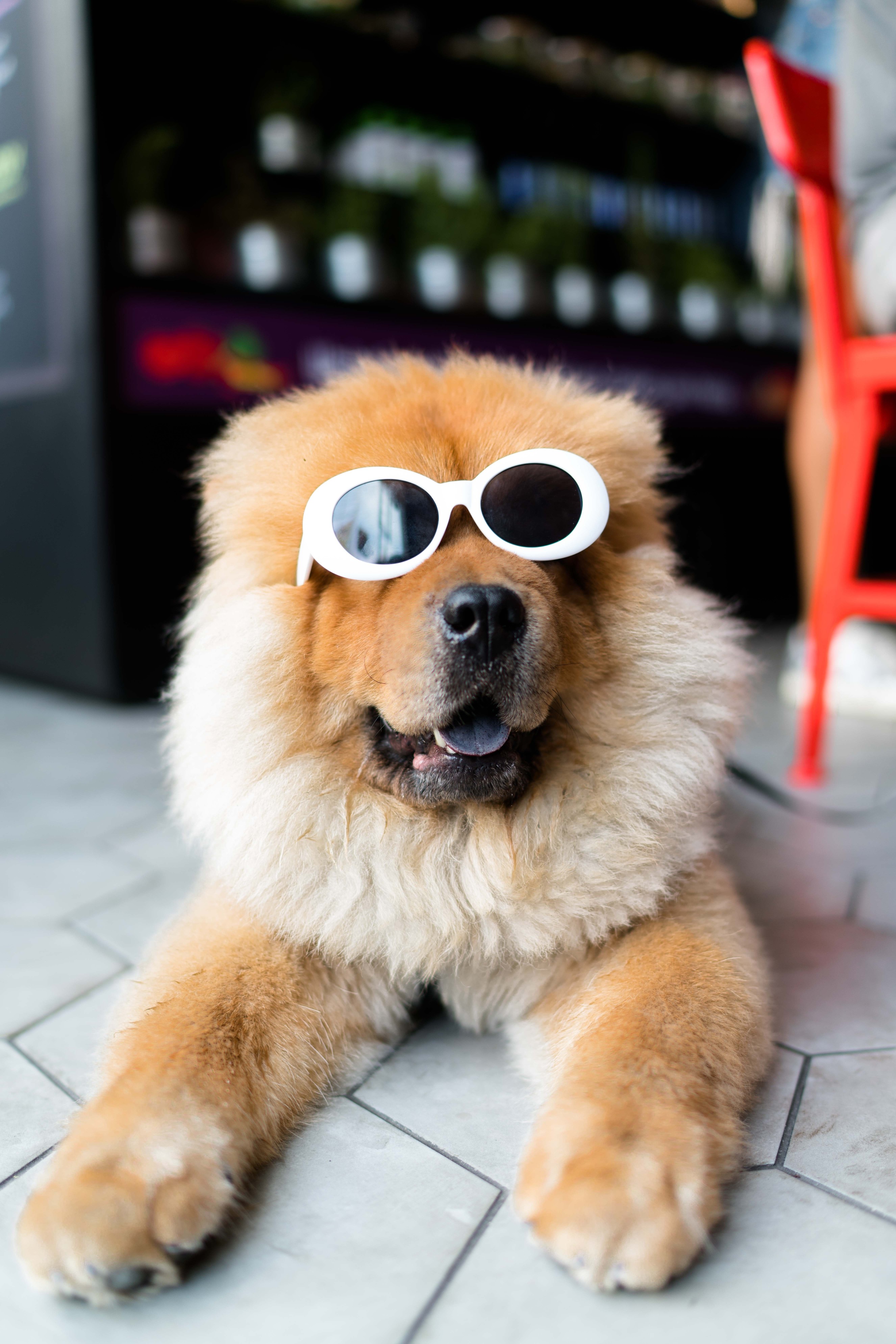 Long-coated brown dog wearing sun glasses