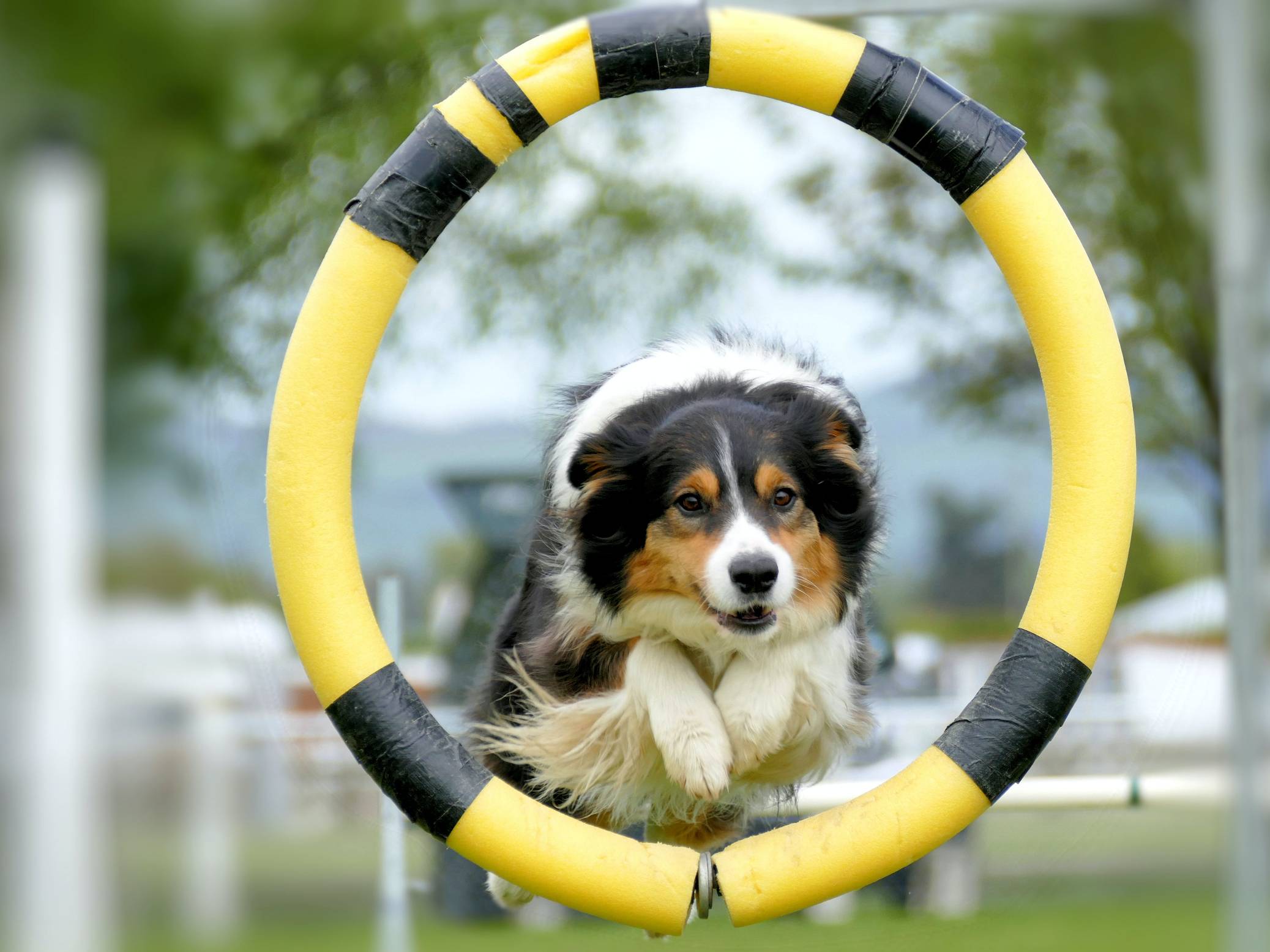 Border Collie jumping through a yellow training hoop