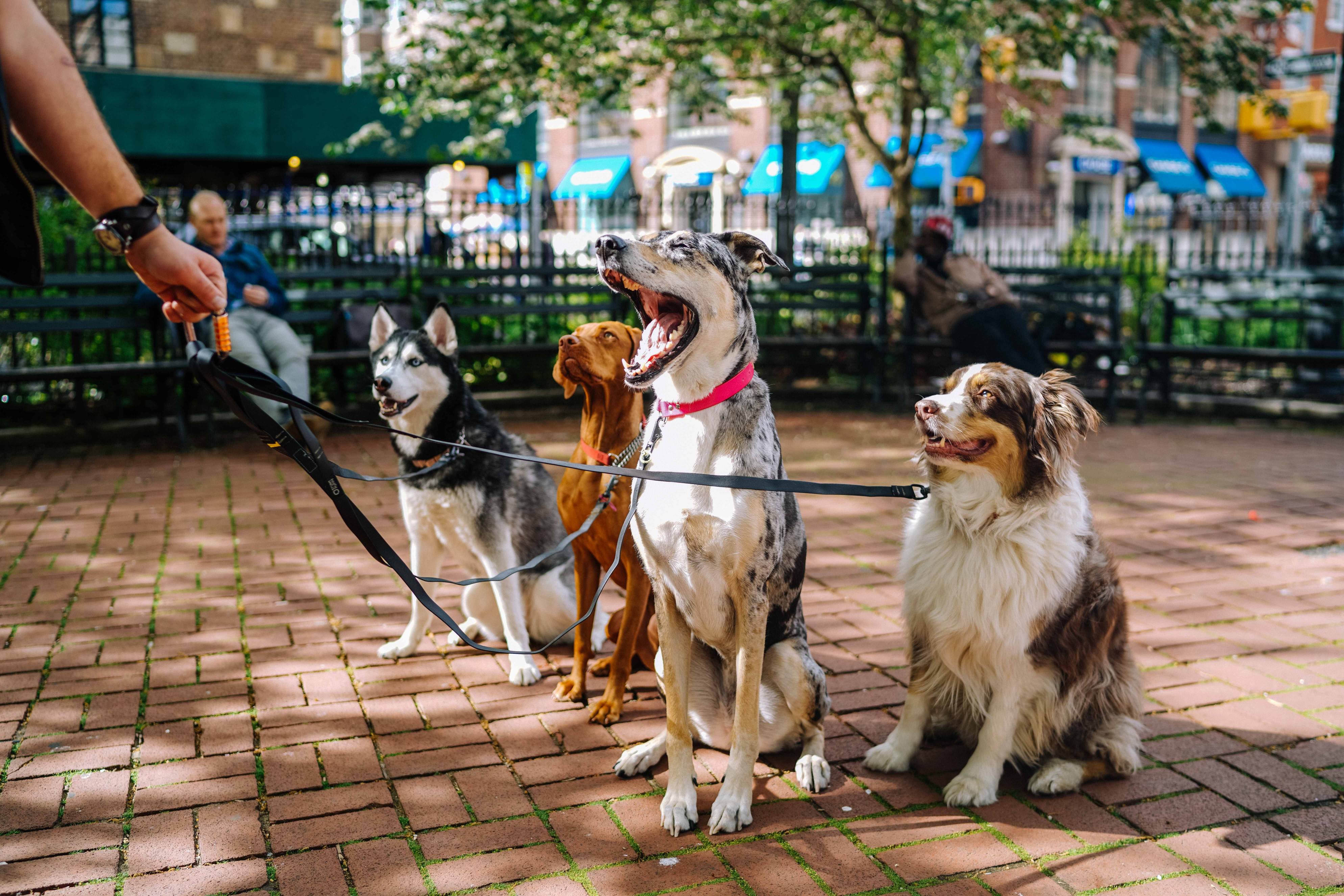 Four dogs on a leash in a park