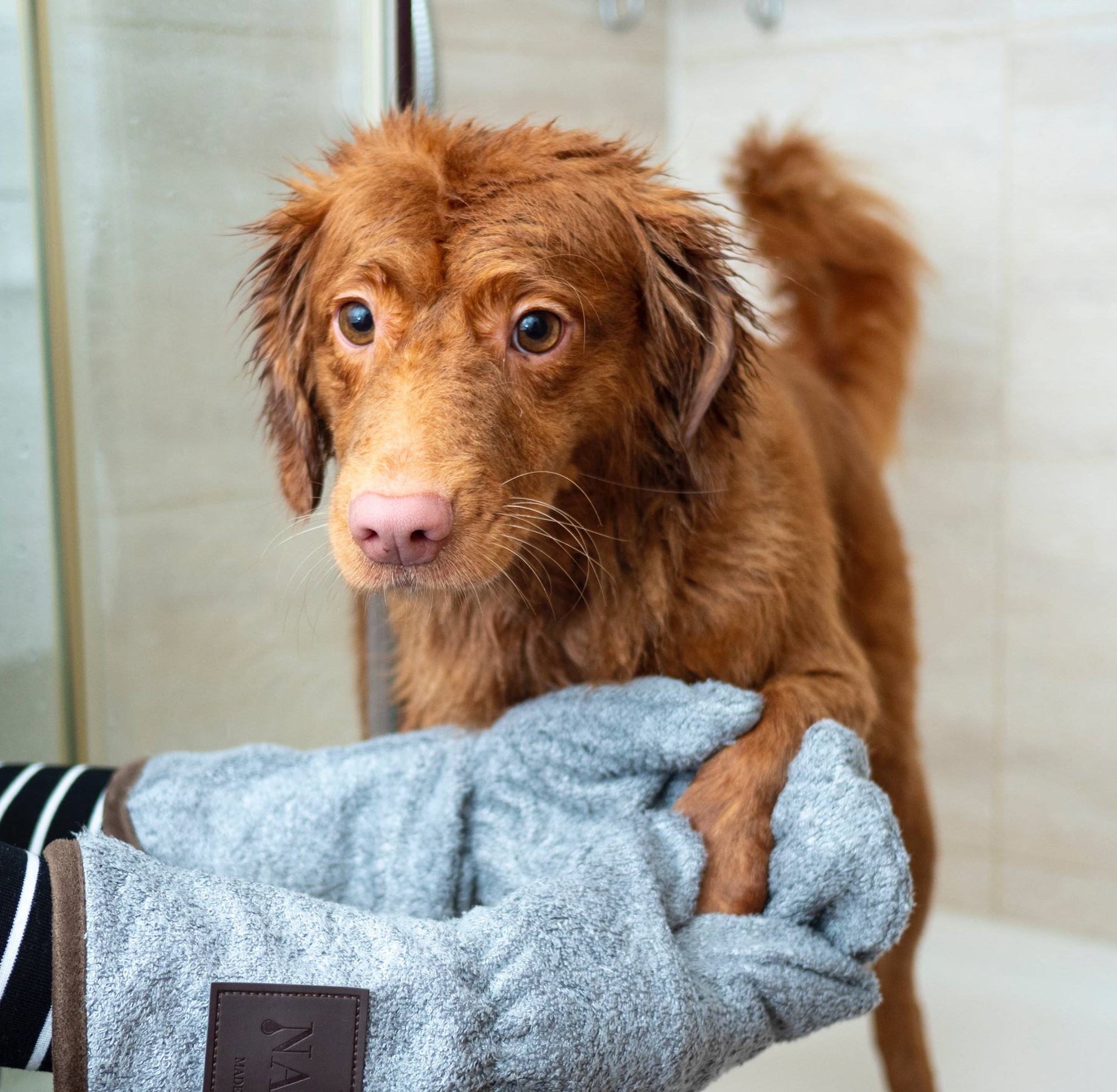 brown long coated dog drying paws on blue towel