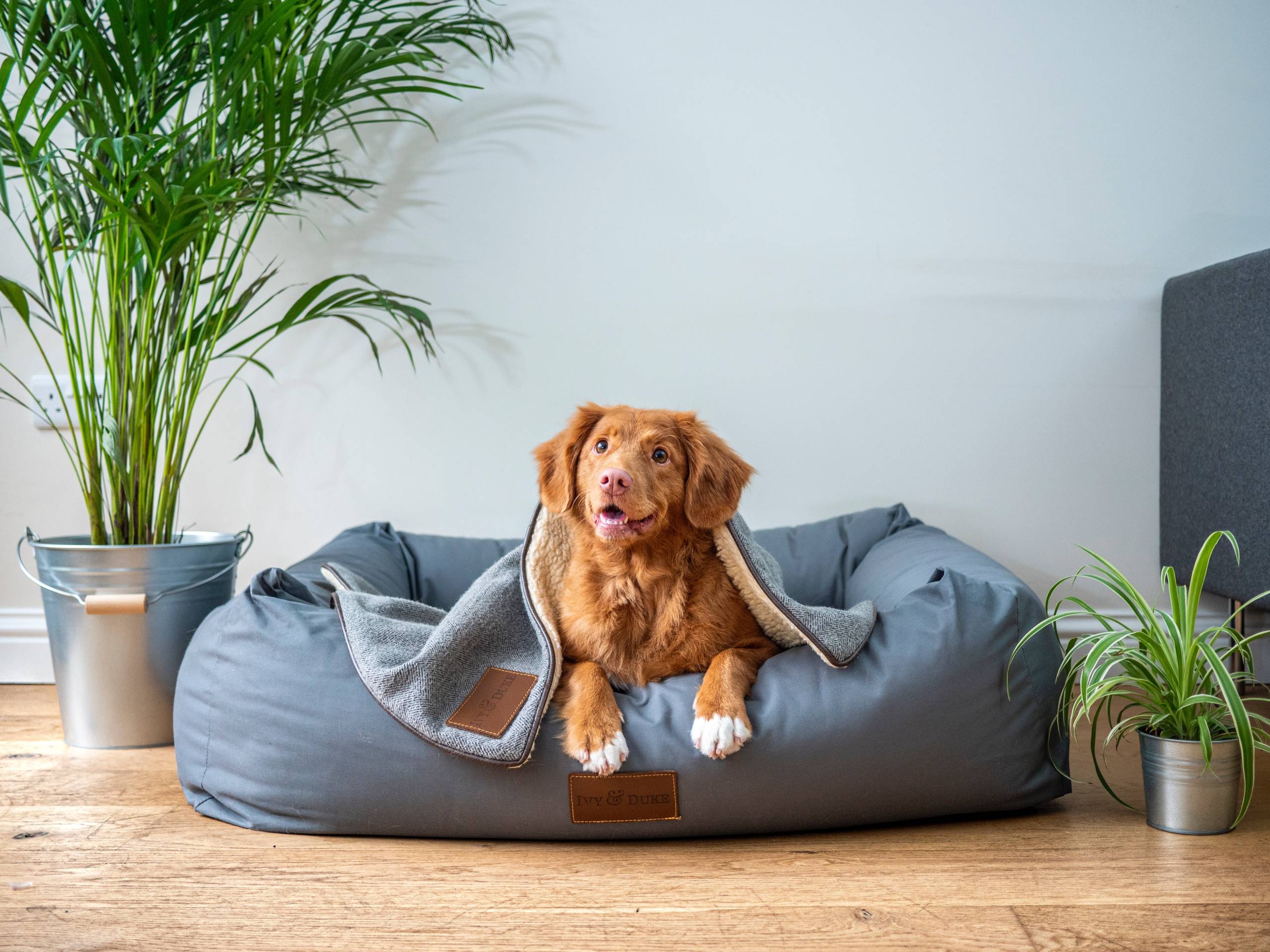 Brown short coated sog lying on a grey dog bed under a blanket