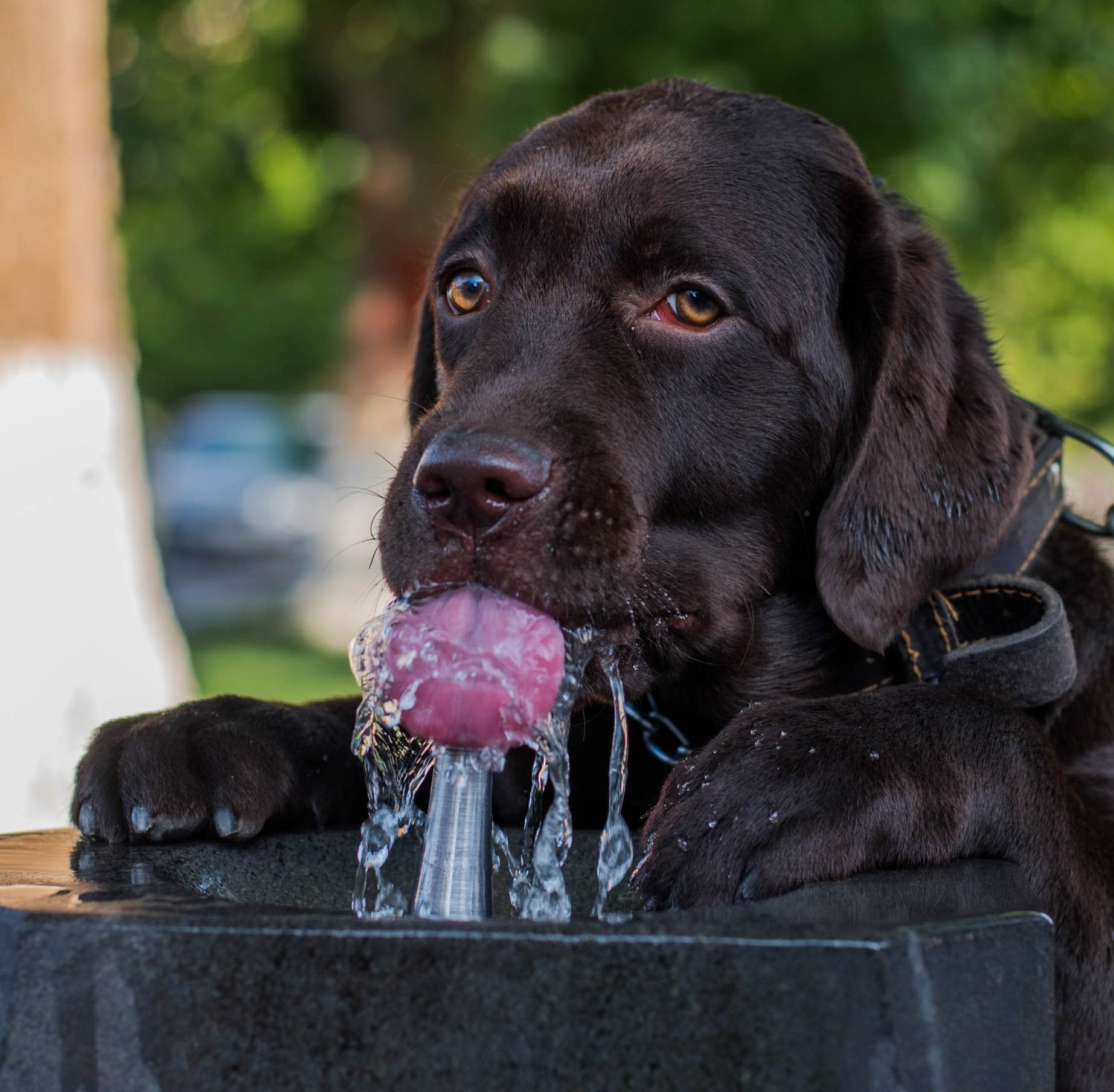 brown labrador retriever drinking water from a fountain